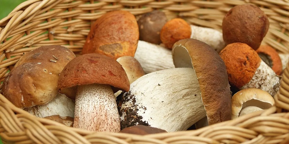 Боровики Как заработать на ягодах и грибах