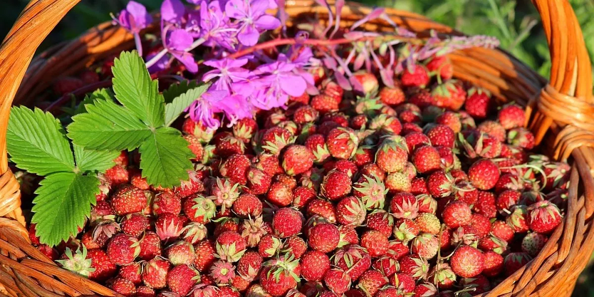 Земляника Как заработать на ягодах и грибах